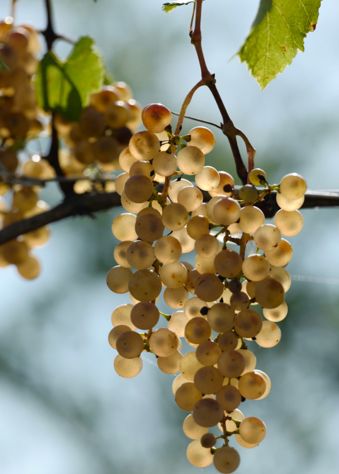 grappolo di uva bianca